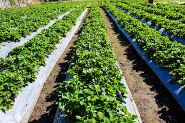 Çilek tarlası plastikle kaplı. Plastik çilekleri zararlılardan korumak ve nemli tutmak için kullanılır. Çilekler yeşil ve olgun, toplanıp yenmeye hazır.