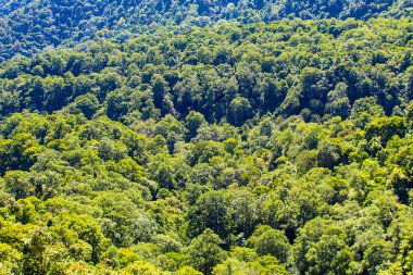 Çeşitli boyutlarda ağaçlarla dolu yemyeşil bir orman. Ağaçlar çok kalabalık ve gökyüzü mavi. Huzur ve sükunet kavramı