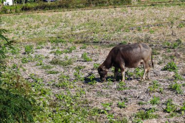 İnek çim tarlasında otluyor. İnek otları yiyor ve o eğleniyor. Alan yemyeşil ve yemyeşil, ineğin otlaması için huzurlu ve huzurlu bir ortam sağlıyor.