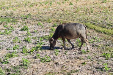 Küçük eşek bir tarlada otluyor. Tarla kuru ve kahverengidir, yeşil çimen parçalarıyla. Eşek ağzıyla otları yerken yemeğin tadını çıkarıyor gibi görünüyor.