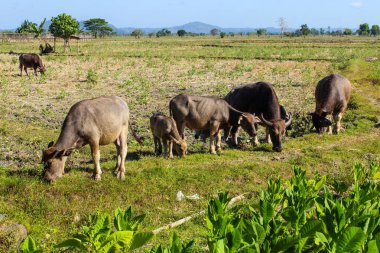 Sığır sürüsü bir tarlada otluyor. İnekler farklı boyutlarda ve tarlaya yayılmışlar. Sahne huzurlu ve huzurlu, inekler çimenli tarlada eğleniyor.