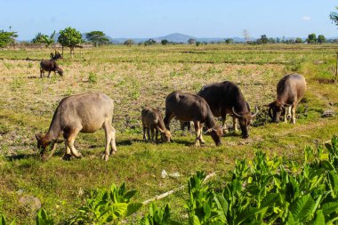 Bir tarlada otlayan inek sürüsü. İnekler ot yiyor ve arka planda birkaç hayvan daha var.