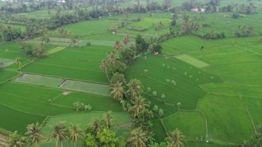 İnsansız hava aracı görüntülerinde dağınık hindistan cevizi ağaçlarıyla yemyeşil pirinç tarlaları sergilenerek huzurlu ve huzurlu bir kırsal alan oluşturuluyor. Gökyüzünden canlı ve doğal bir manzara.