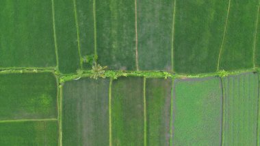 İnsansız hava aracı görüntüleri iki hindistan cevizi ağacının iyi organize edilmiş yeşil pirinç tarlalarının ortasında durduğunu gösteriyor. Canlı yeşil tarım arazileri olan sakin bir kırsal alan..