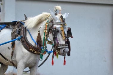 Endonezya 'da pazarın yakınındaki bir sokakta duran beyaz atlar..