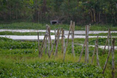 Su bitkileri ve kırsal kesimde yeşillik ile çevrili yemyeşil sulak bir arazide duran bambu direkleri..