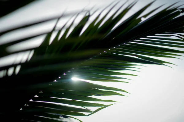 stock image Coconut leaves shading the sun