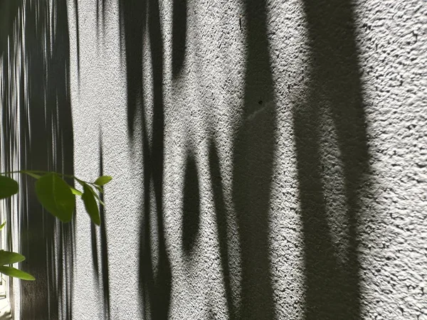Shadow of leaves on a concrete wall, leaf shadow, shadow background, and sunlight, black and white, minimalist, abstract background with a black and white pattern