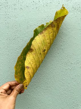 Çimento duvarındaki yeşil yaprak, yapraktaki fotoğrafı kapat..
