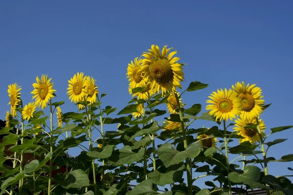 Sunflower Field Sunflower Garden Home Garden Tropical Country Yellow Sunflowers — Stock Photo, Image
