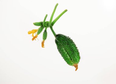 green blooming small cucumbers on a branch