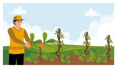 Çiftçi ayakta ve sebze tutuyor. Gün boyunca yeşil bir tarlada sebze toplamak. Düz vektör illüstrasyonu.