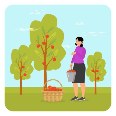 Bir kadın meyve bahçesinde taze elma topluyor, meyveleri kovaya koyuyor. Elma ağaçlarıyla dolu yemyeşil doğal çevre tarımsal faaliyetleri çağrıştırıyor. Bahçe insanları konsepti.