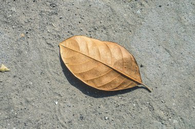 yerde yatan kuru yapraklar