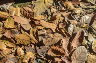 kuru yaprak yığını
