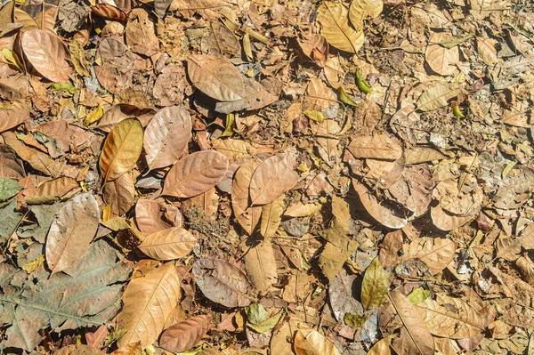 Pile Dry Leaves — Stock Photo, Image