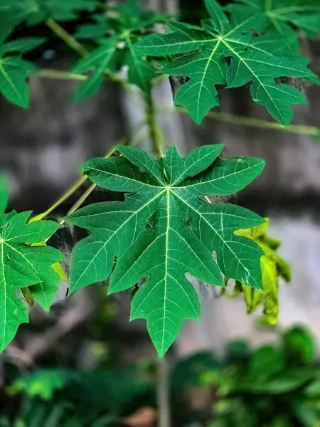 simple papaya leaves dangling with a blurred and out-of-focus background
