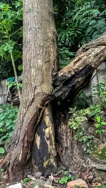 a tree trunk that was burned by a lightning strike until it split
