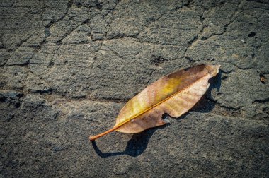 Beton yola düşen kuru bir mango yaprağı.