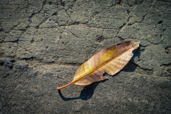 Beton yola düşen kuru bir mango yaprağı.