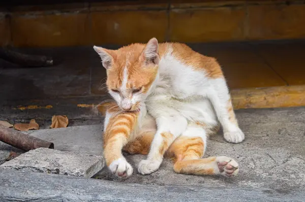 an orange cat or ginger cat or marmalade cat or tabby cat who is self-grooming