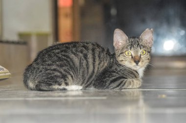 Tatlı tatlı yerde oturan tekir bir kedi gibi. Hayvan içeriği için mükemmel.