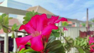 Adenyum çiçekleri ya da evin terasındaki kırmızı frangipani çiçekleri.