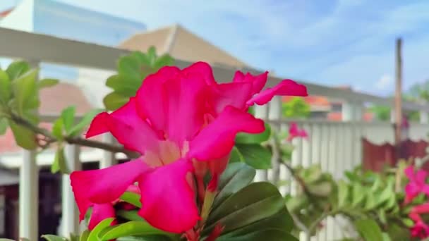 Flores Adenio Flores Frangipani Rojo Terraza Casa — Vídeo de stock