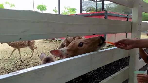 Alimentar Los Ciervos Manchados Zanahorias Zoológico — Vídeo de stock