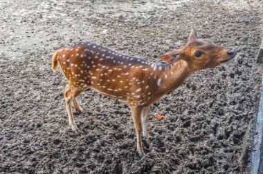 an axis deer at the zoo waiting to be fed by visitors clipart