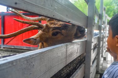 Hayvanat bahçesindeki bir eksen geyiği 3 Mart 2024 'te Endonezya ziyaretçileri tarafından besleniyor.