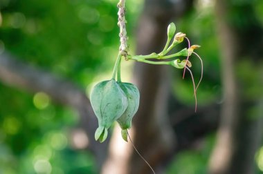 Barringtonia asiatika bitkisinden ya da Butun ya da Mangrove bitkisinden bir demet meyve ya da çiçeğin makro fotoğrafları. Bilimsel ve biyolojik içerik için uygun