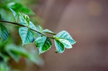 Bir yeşil bitki filizi Acalypha siamensis 'i ya da bir tür çay yaprağını terk eder. Bilimsel ve biyolojik bilim içeriği için uygun