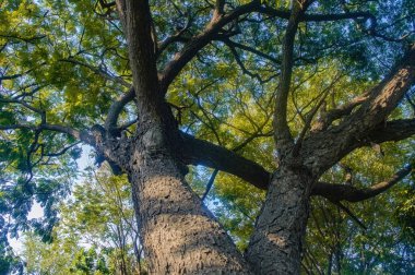 Ormanın ortasındaki büyük bir ağacın düşük açılı görüntüsü veya korunmuş veya çevresel olarak korunmuş bir milli park