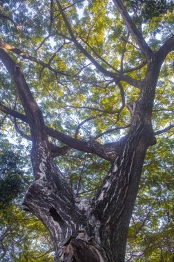 Ormanın ortasındaki büyük bir ağacın düşük açılı görüntüsü veya korunmuş veya çevresel olarak korunmuş bir milli park