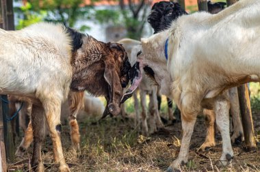 Kurban pazarında ya da çiftlikte kavga eden bir Etawa keçisi.