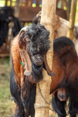 Bir hayvan pazarında ya da çiftlikte etawa keçisi ya da Capra aegagrus hircus. Tüm dünyadaki Müslümanlar için Kurban Bayramı 'nın kutlanması için kurban