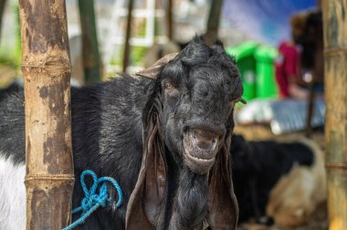 Bir hayvan pazarında ya da çiftlikte etawa keçisi ya da Capra aegagrus hircus. Tüm dünyadaki Müslümanlar için Kurban Bayramı 'nın kutlanması için kurban