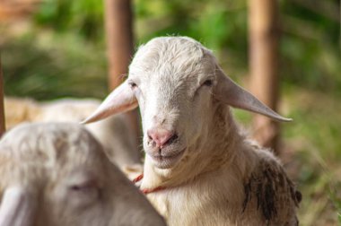 Bir Samosir keçisi ya da Capra aegagrus hircus hayvan pazarında ya da çiftlikte. Tüm dünyadaki Müslümanlar için Kurban Bayramı 'nın kutlanması için kurban