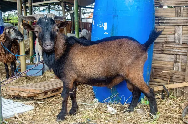 stock image a mountain goat at a livestock market or farm. sacrifice for the celebration of Eid al-Adha for Muslims around the world