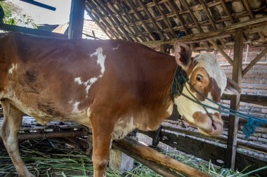 Kırsal alanda tahta bir çite bağlanmış beyaz yüzlü evcil bir inek.