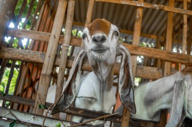 Neşeli bir keçi kameraya kırsal bir ahır içinden bakarken gülümsüyor..