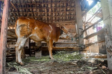 Kahverengi ve beyaz bir inek sazdan çatılı ahşap bir ahırda duruyor..
