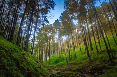 Yükselen ağaçları ve yemyeşil çalılıkları olan, yumuşak güneş ışığıyla yıkanmış huzurlu bir çam ormanı..