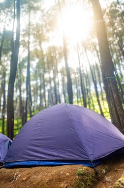 Parlak mor bir çadır yükselen çam ağaçlarının arasına kurulmuş..