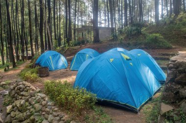 Çok sayıda mavi kamp çadırı huzurlu bir çam ormanına kurulmuş doğa severler için huzurlu bir dinlenme yeri sunuyor..