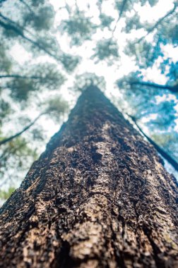 Açık mavi gökyüzüne karşı yükselen çam ağaçlarına bakan nefes kesici bir manzara huzur ve merak hissi yaratıyor..
