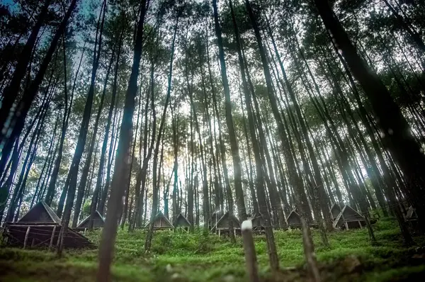 stock image Rustic glamping tents nestled amidst a towering pine forest, offering a unique and unforgettable outdoor experience.