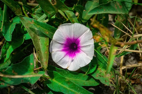 Kayalık bir bölgede açan pembe merkezli kır çiçeği..