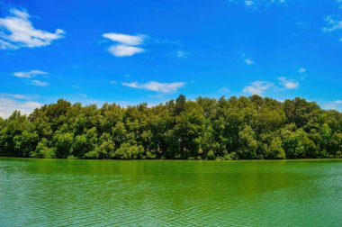 Lush mangrove forest with intricate roots above water, sunlight filtering through leaves, showcasing nature's resilience and beauty. clipart